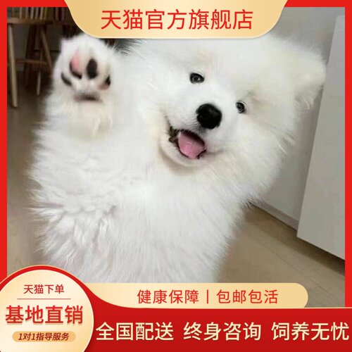 可爱型宠物狗活物家养狗粘人狗狗