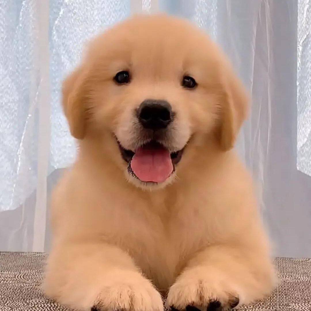 活体活物犬巡回犬听话真狗小狗