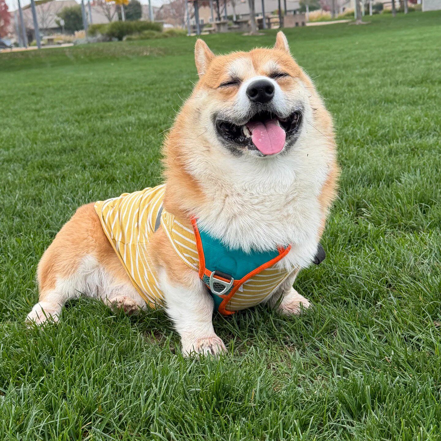 宠物狗伴侣犬狗狗超萌爱晕容