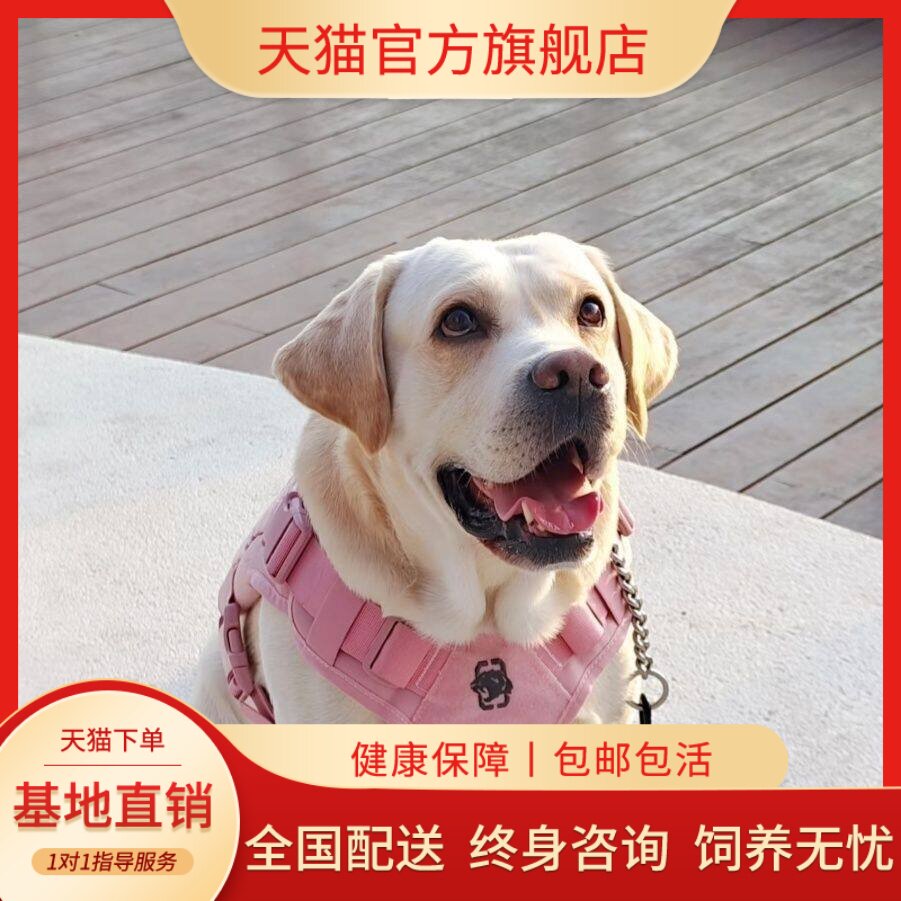 健康工作犬温顺家庭黑色白色听话