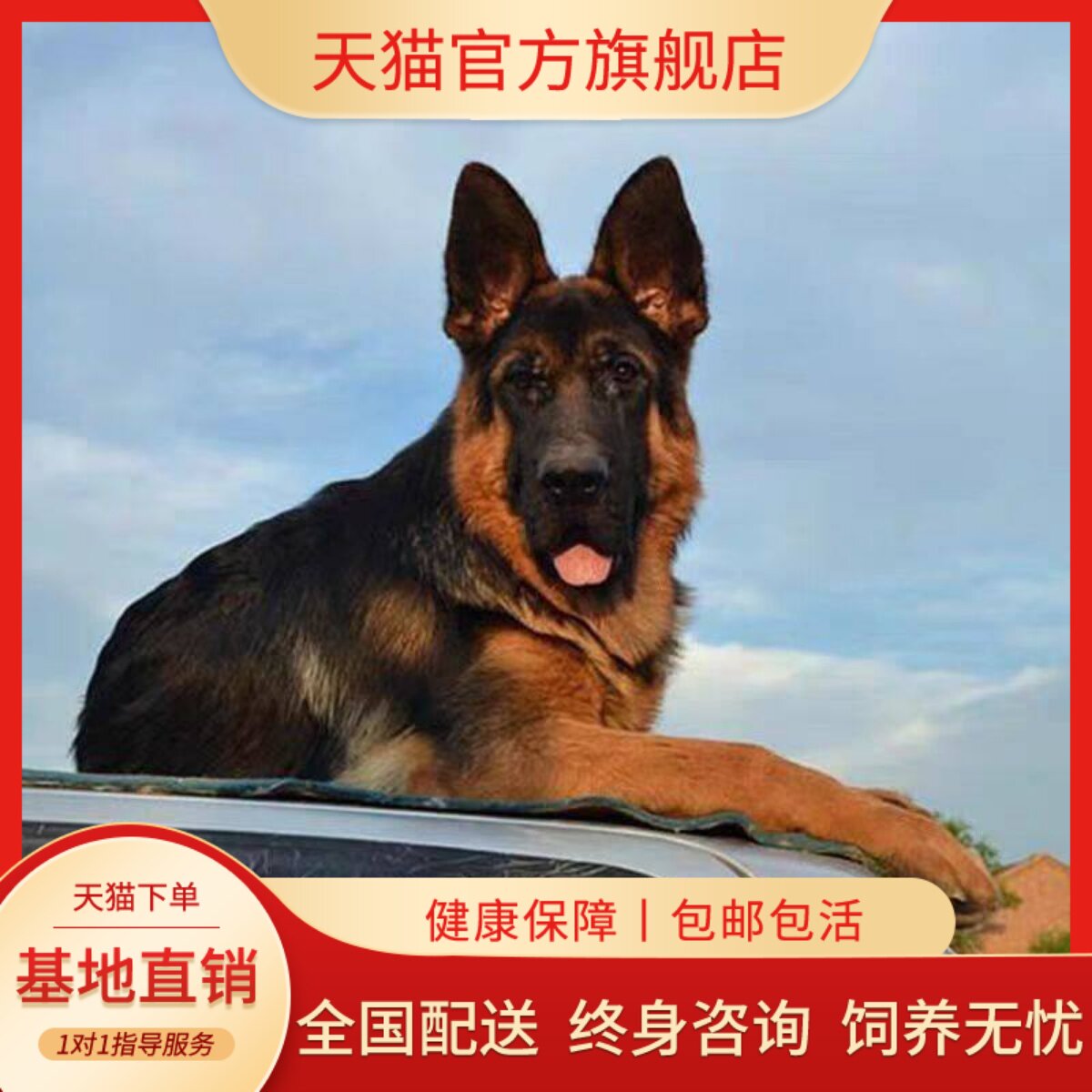 德牧纯种幼犬宠物狗霸气幼宠牧羊犬猛犬大型犬活体看家狗狗便宜狗