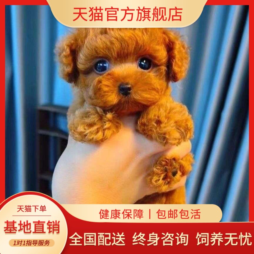 便宜型家庭犬小型犬可爱狗长不大