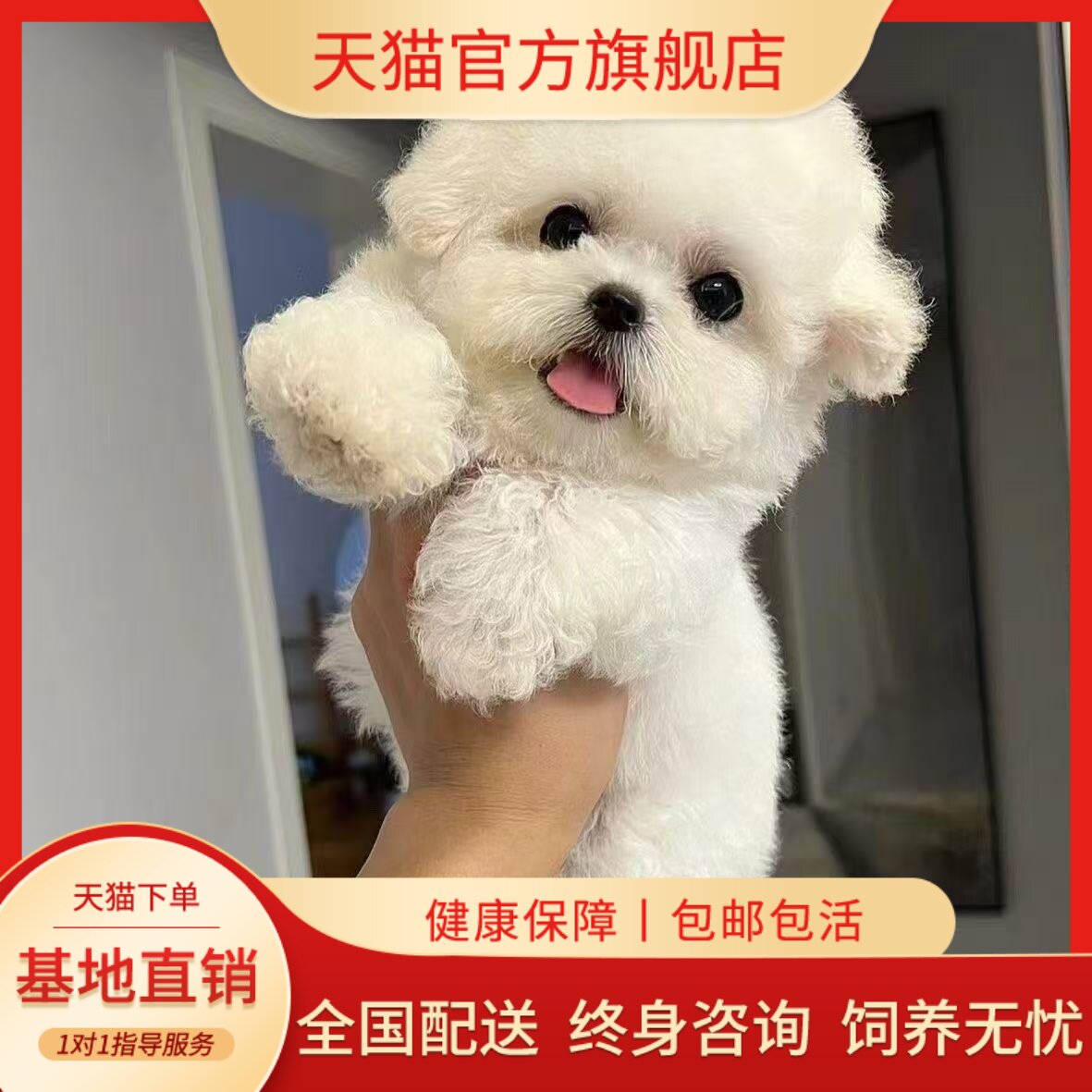 小型犬超小便宜狗可爱白网红活体