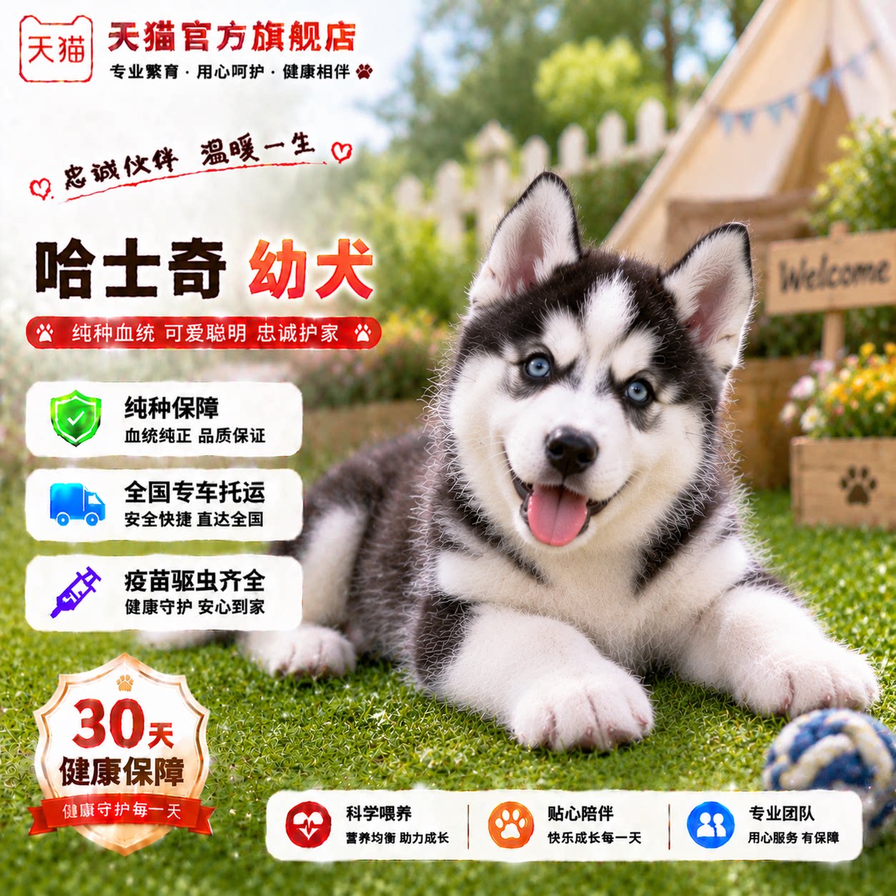 黑色大骨架宠物三火活体真狗好养