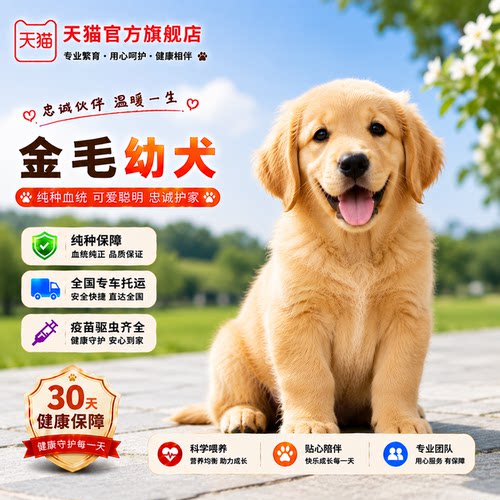 纯种金毛幼犬陪伴小导盲犬沙滩金