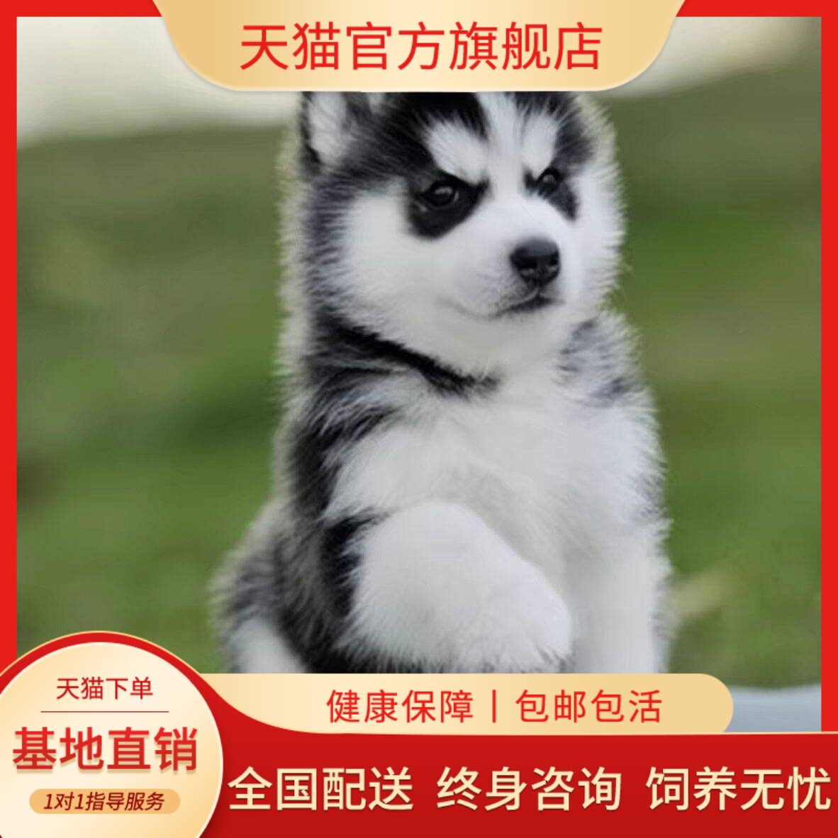 中型犬宠物三火聪明活体幼崽狗