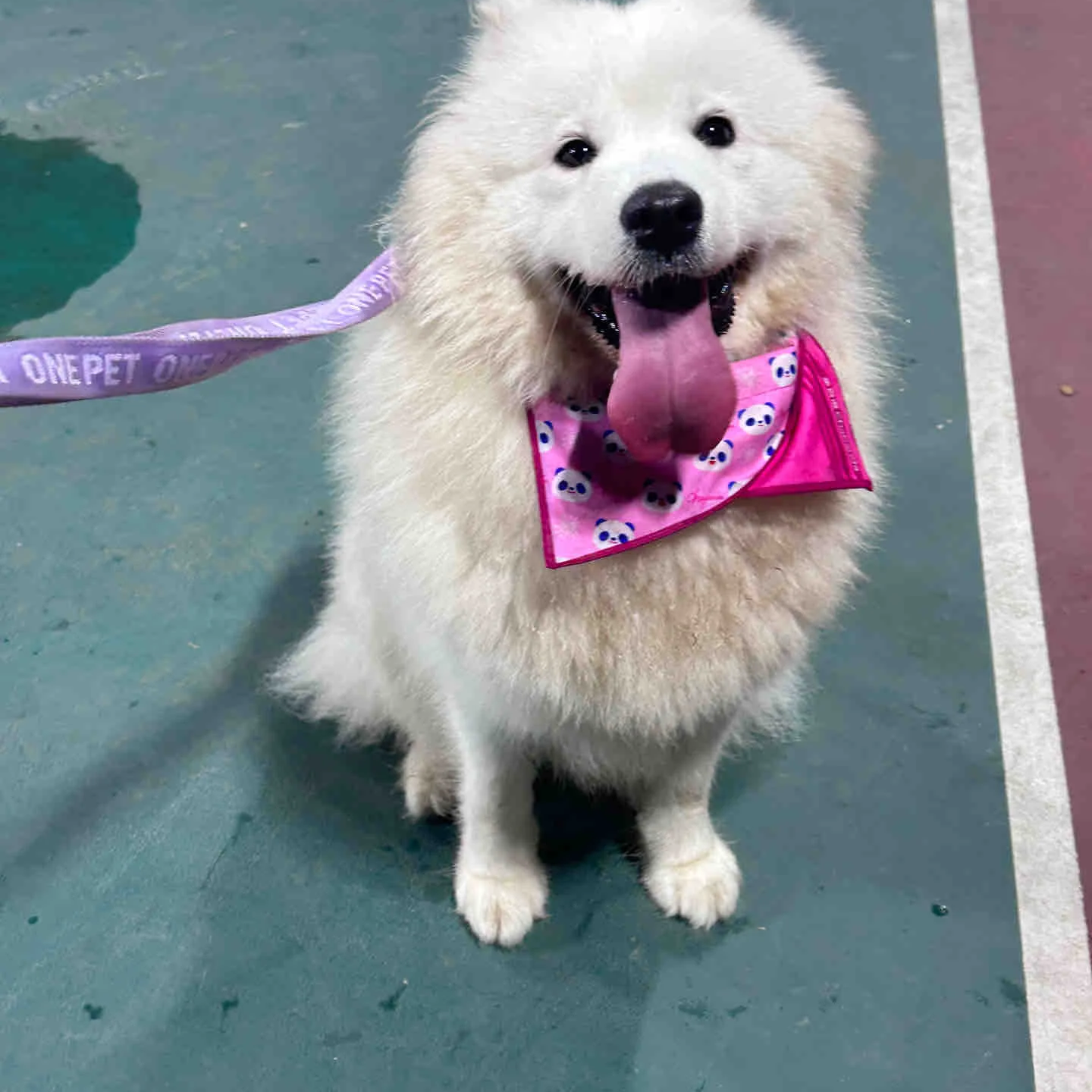 萨摩耶犬雪橇犬活体家养宠物狗狗