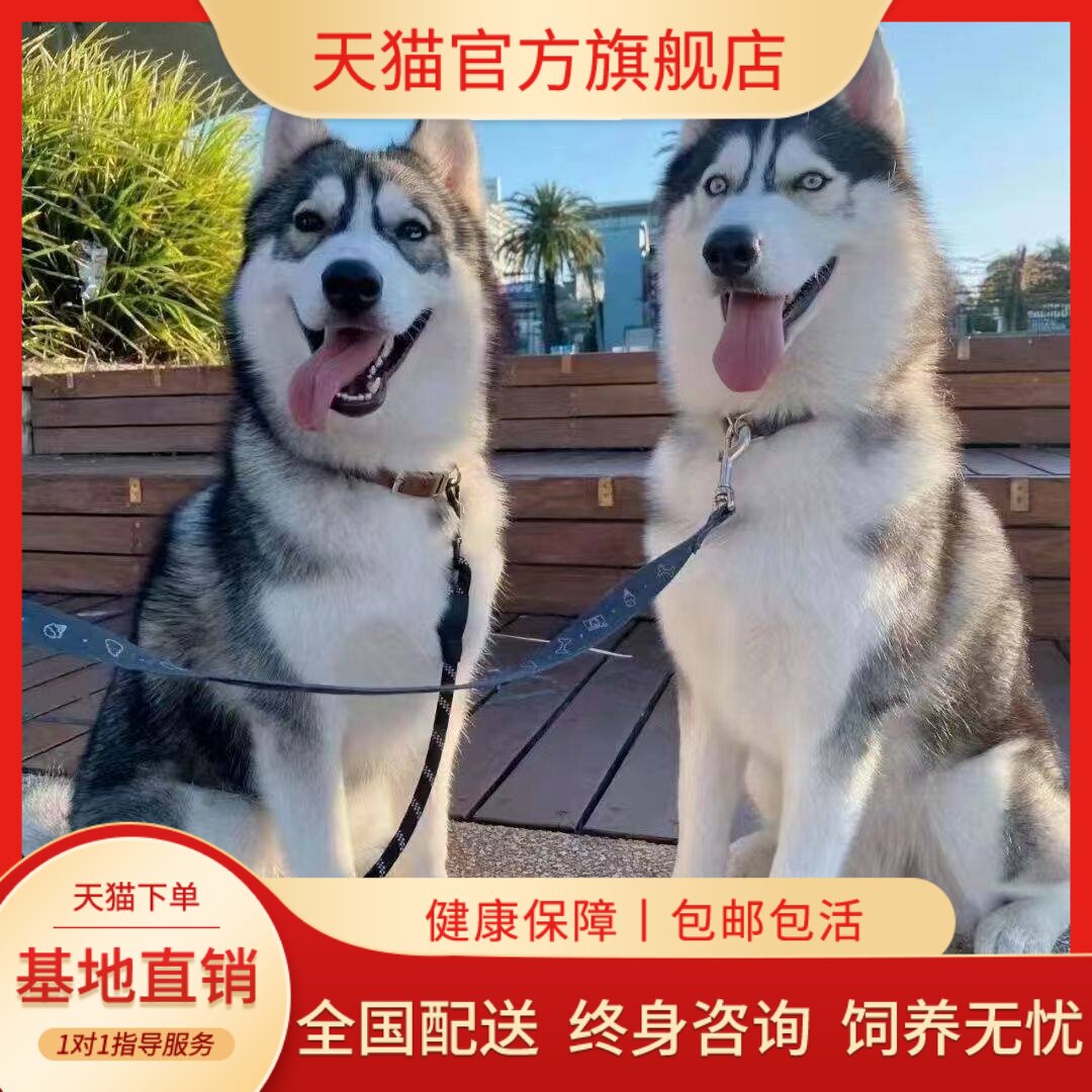 听话聪明可爱雪橇犬狗中型犬狗
