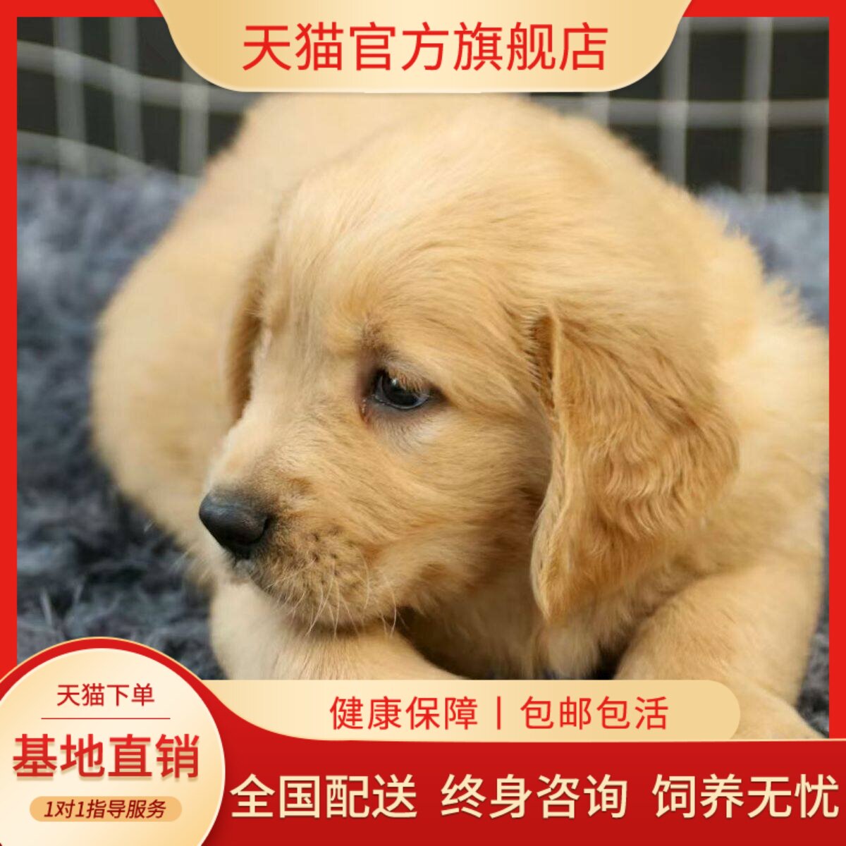 幼崽大头猎犬聪明活物家养护主
