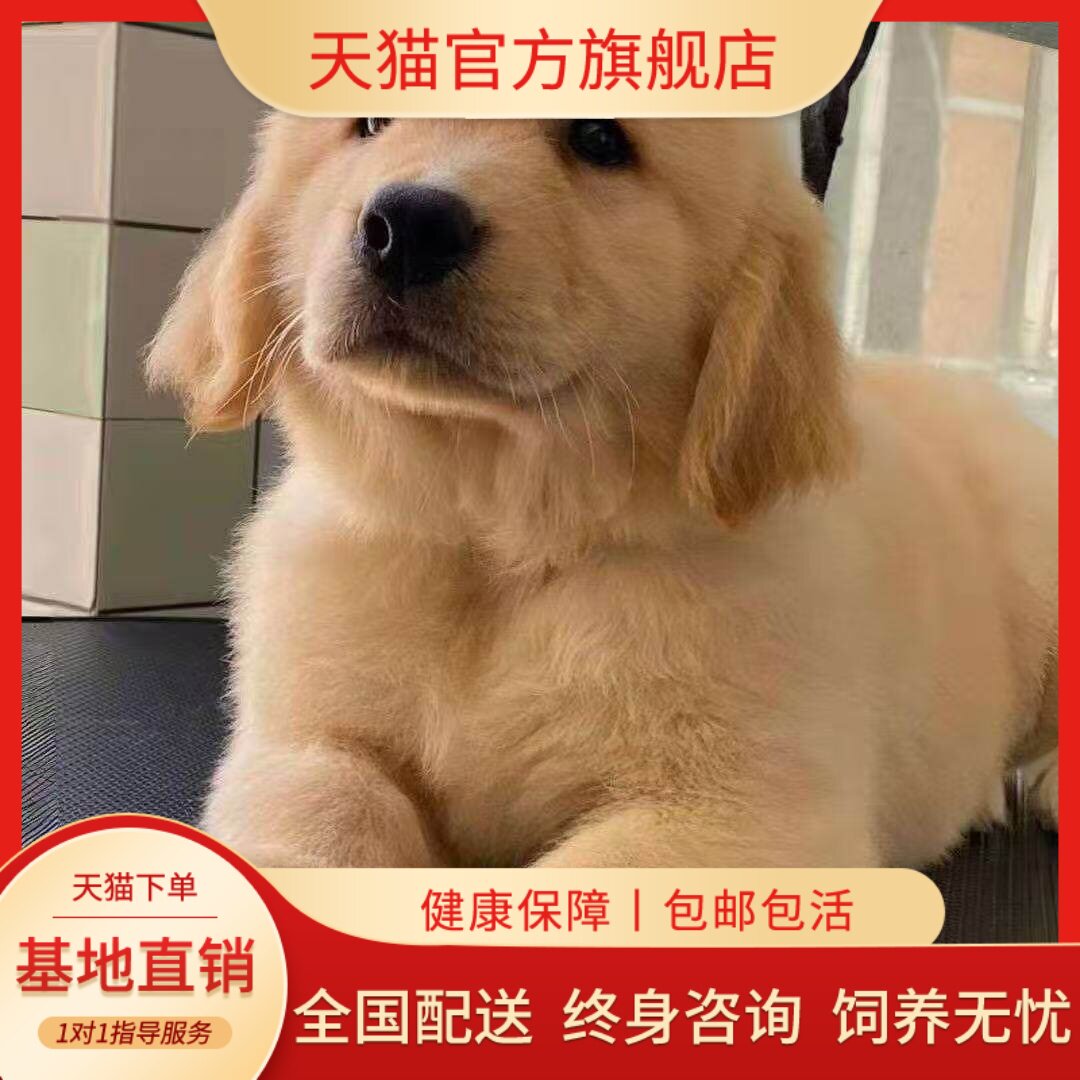 可爱高智商活泼真狗狗宠物狗家养