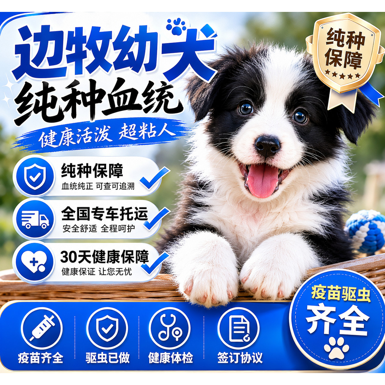 边牧纯种幼犬健康狗活体黑白色网红幼崽家养温顺听话聪明家庭犬狗