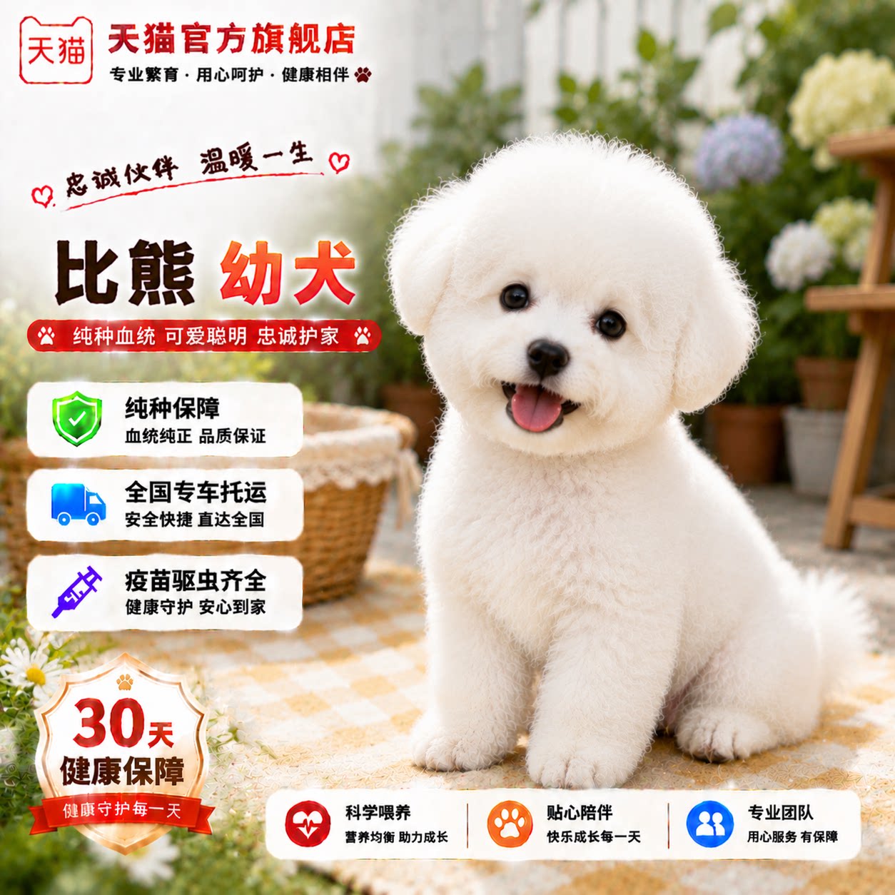 白圆脸白色超小活体超萌真狗袖珍