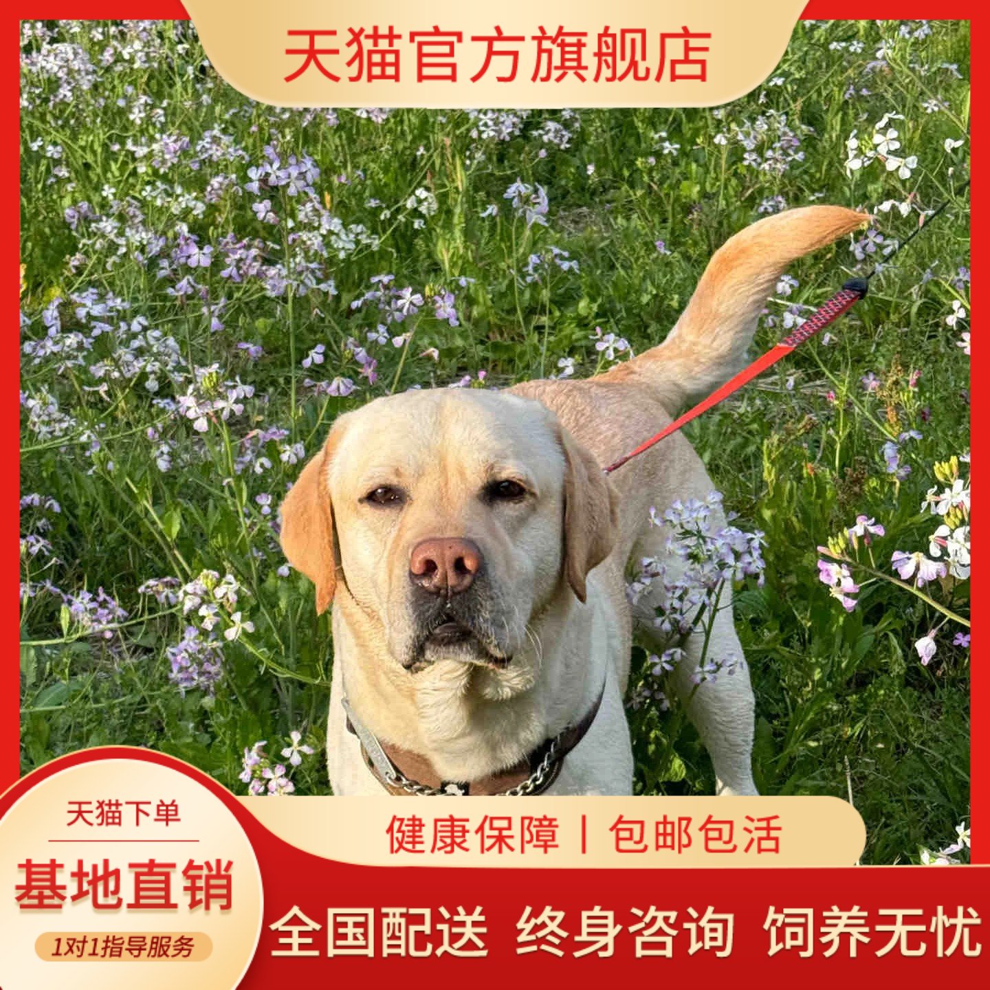 活泼活体便宜温顺听话狗爱吃大