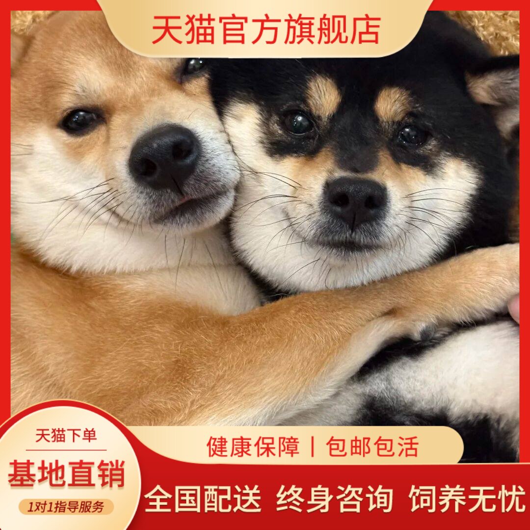 长不大狗活泼狗崽短毛赤柴狗便宜