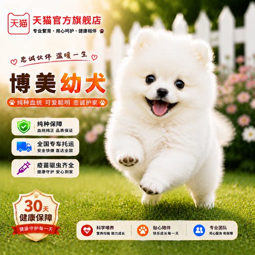 小真狗白圆脸白色黄迷你小型犬狗
