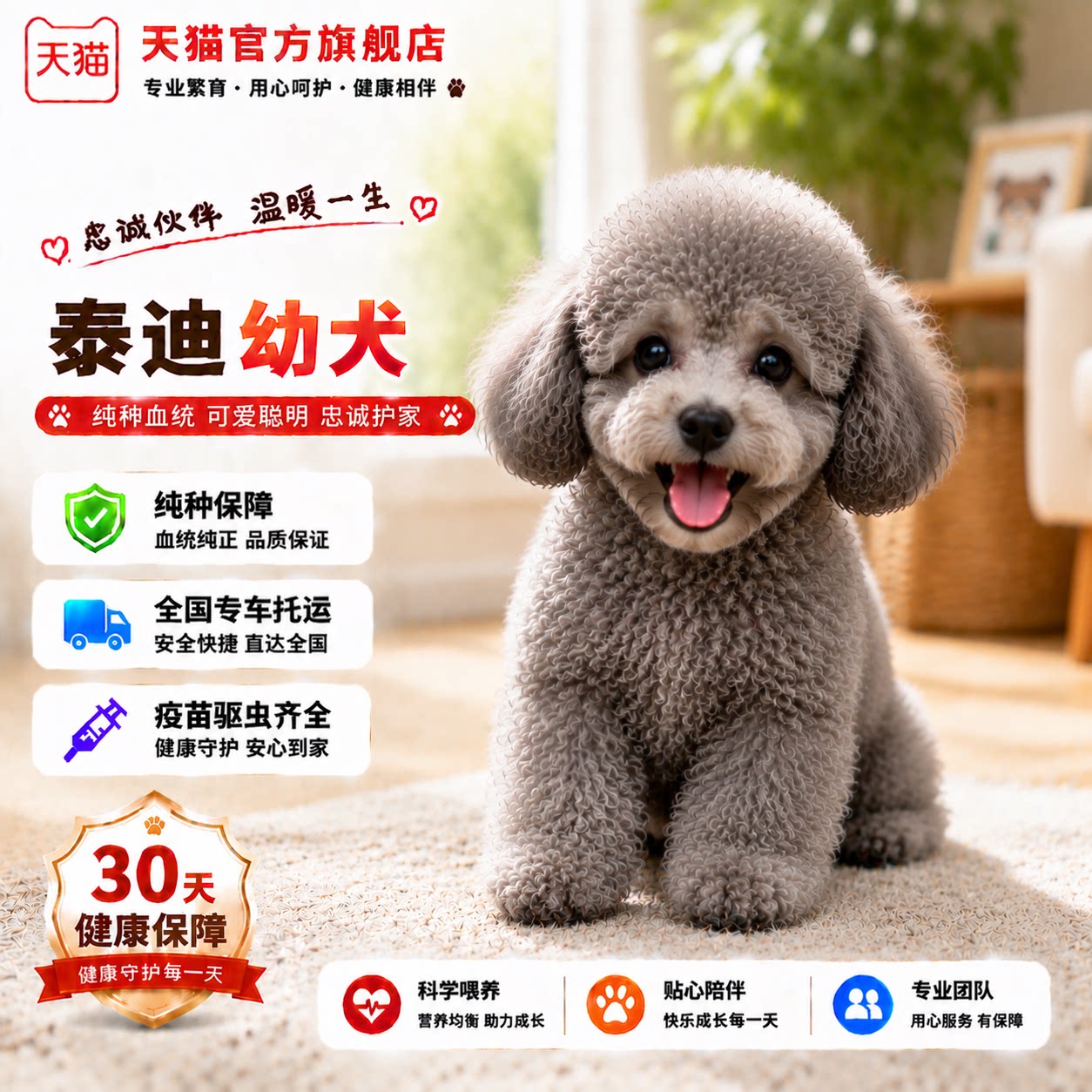 家庭犬小体纯黑型可爱网红小型犬