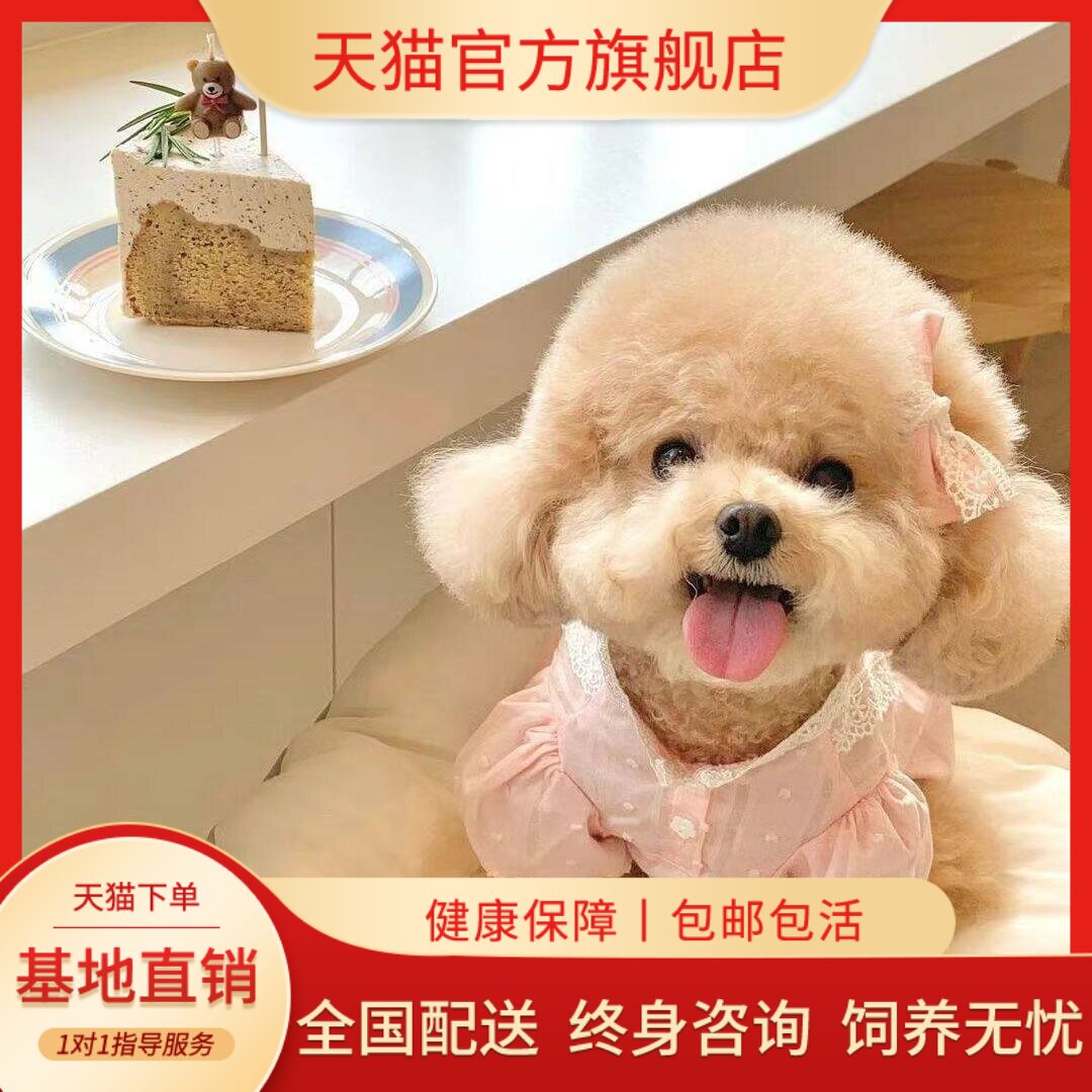 家庭犬幼崽黑色小体型网红狗便宜