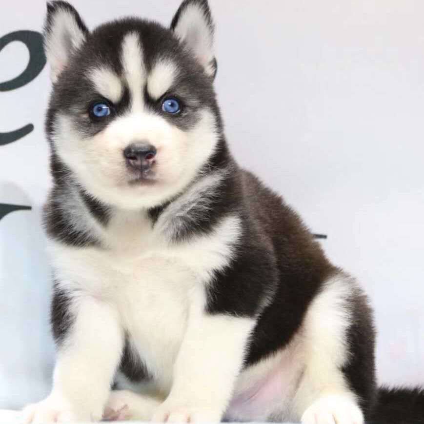 犬中型犬短毛二哈活泼宠物狗狗