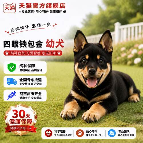 正宗狗巡山犬可爱银看门狗好看
