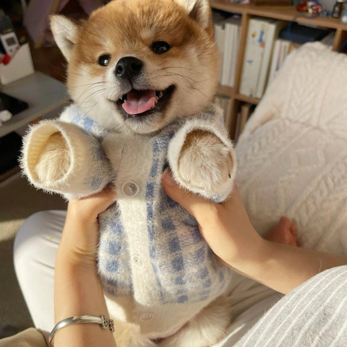 宠物犬正宗豆柴可爱赤色小活物