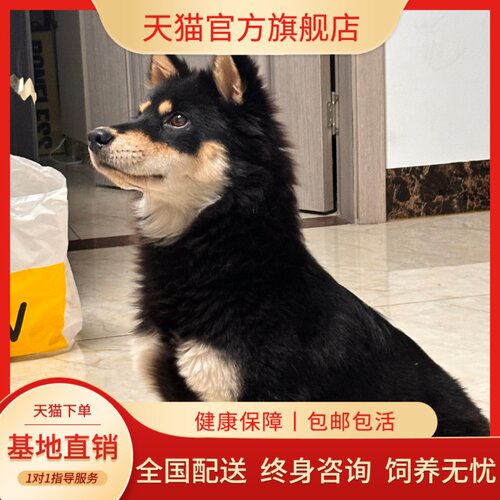 看家狗土狗看家狗狗中华田园犬