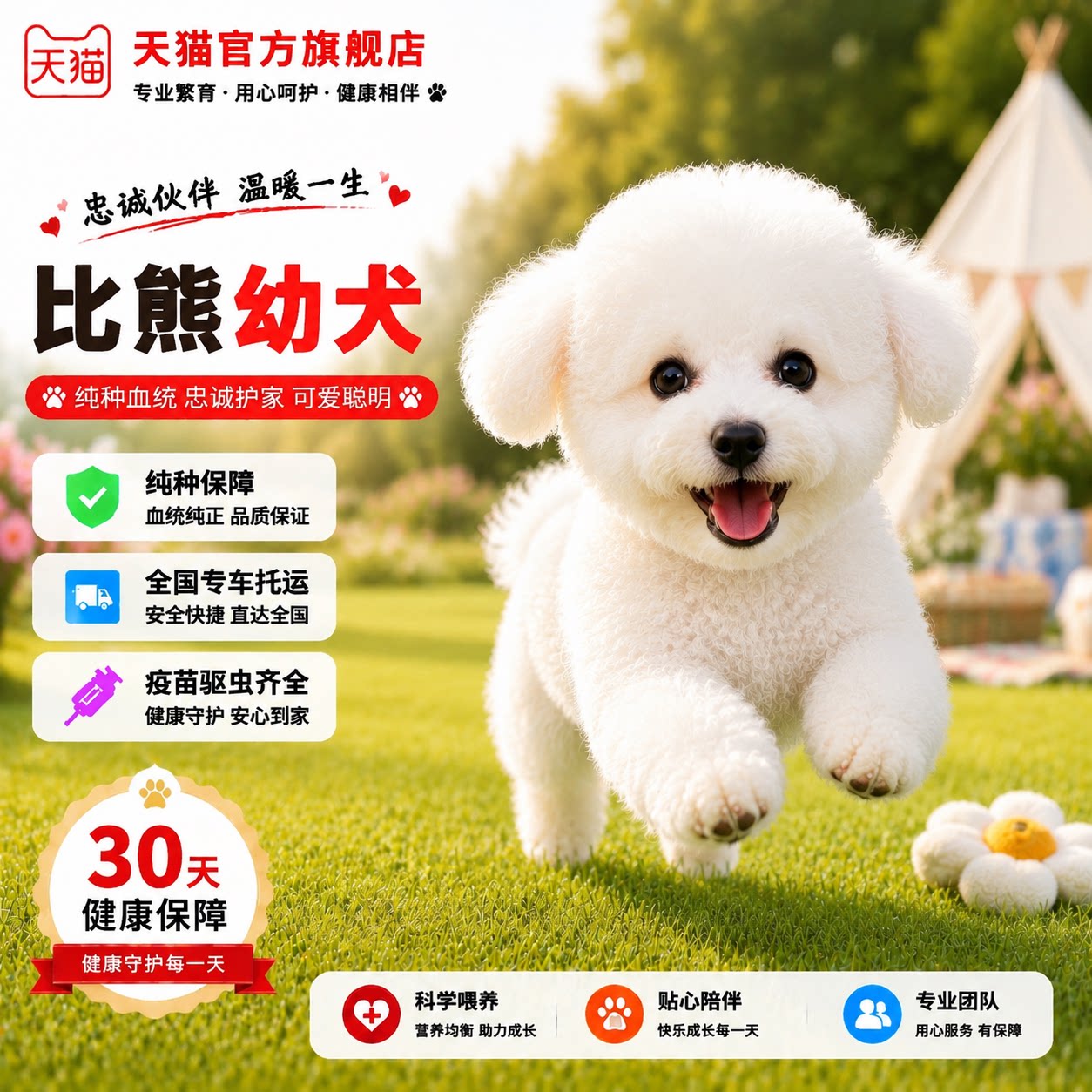 小白小型犬小体活物家养球形狗狗