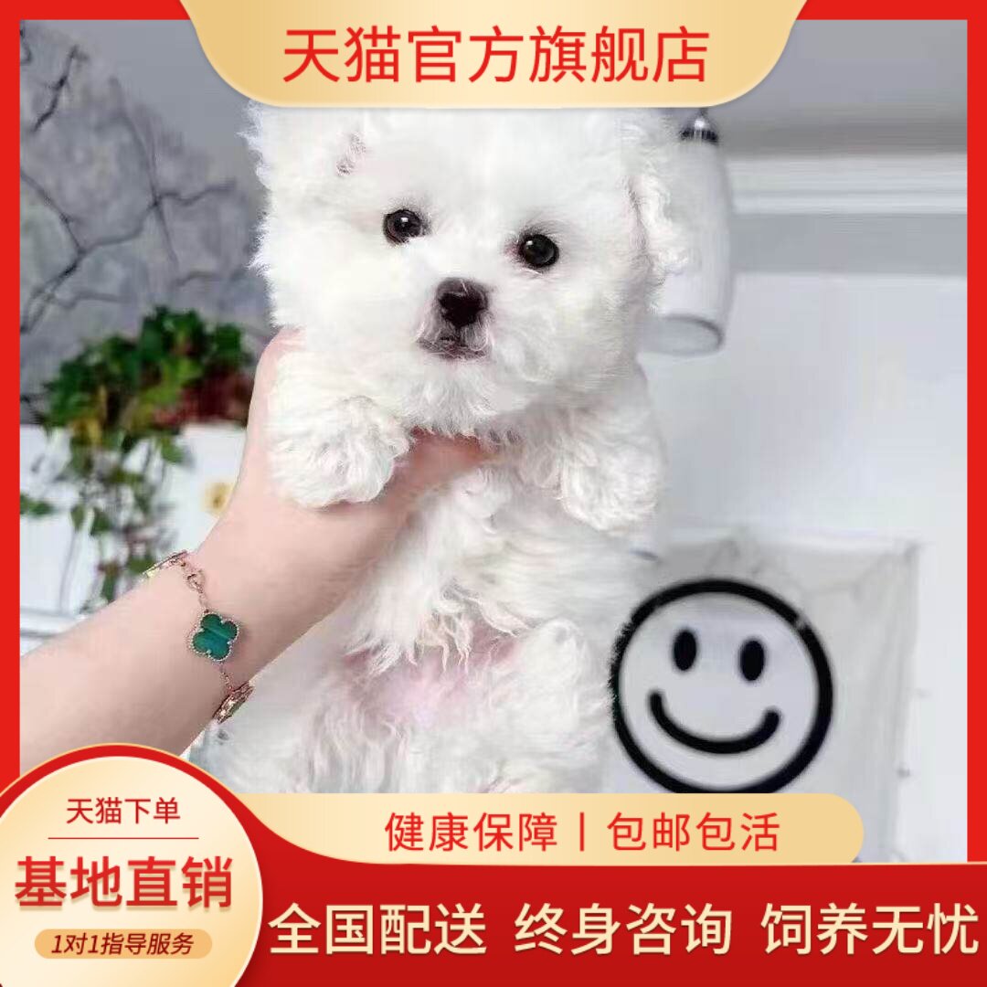 长不大真狗便宜球形宠物狗圆脸