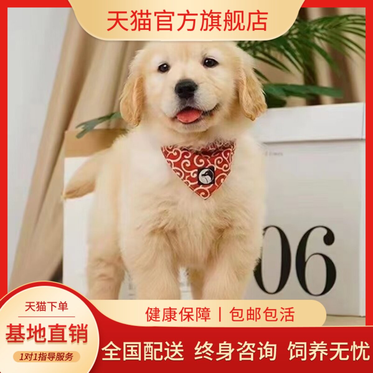 大头高智商健康护院看家导盲犬狗