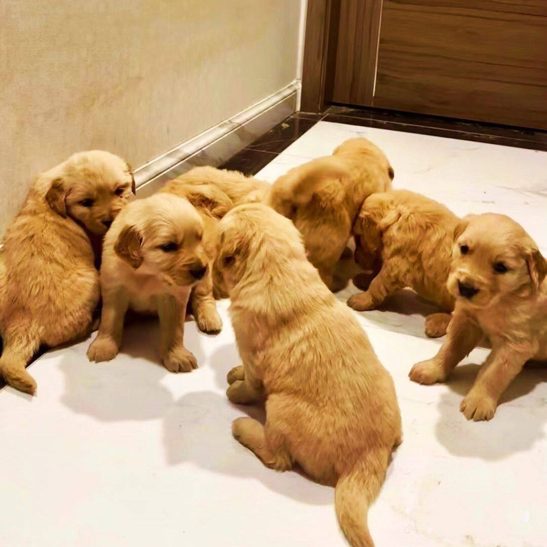 金毛纯种幼犬温顺小宠物狗小狗大头陪伴幼崽家养活泼听话护院护主