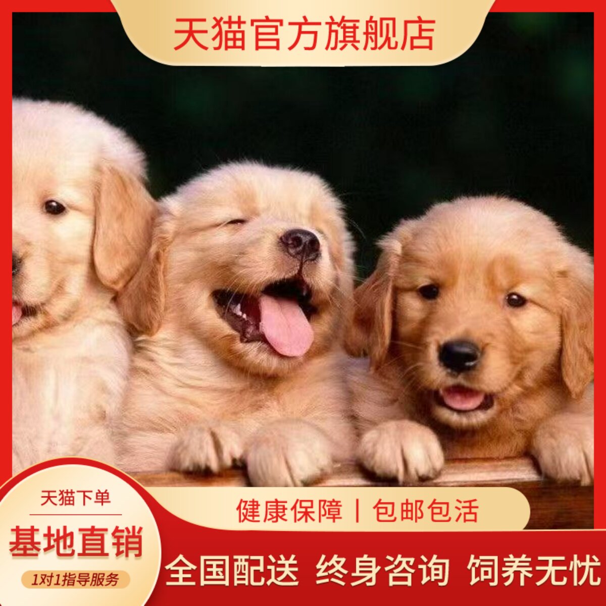 小狗狗陪伴超萌护主幼崽狗可爱