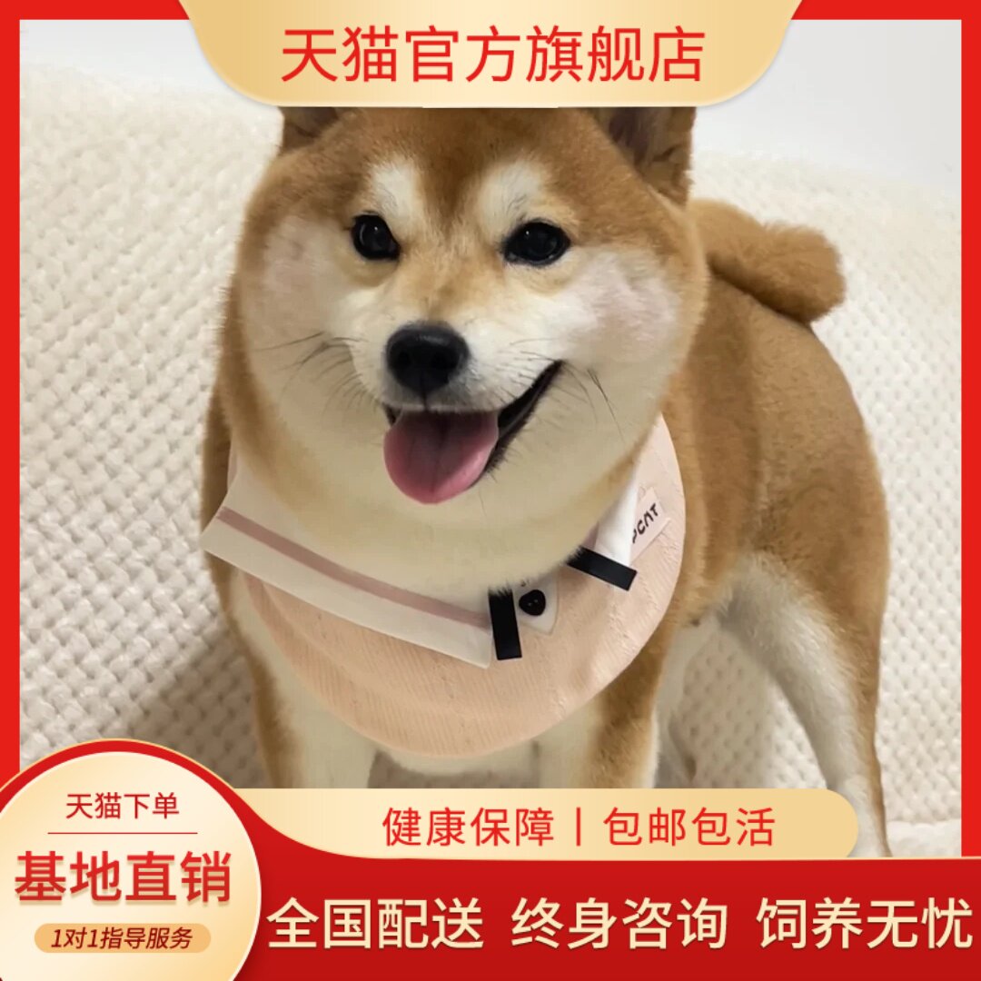 家养宠物狗狗活体家养活体