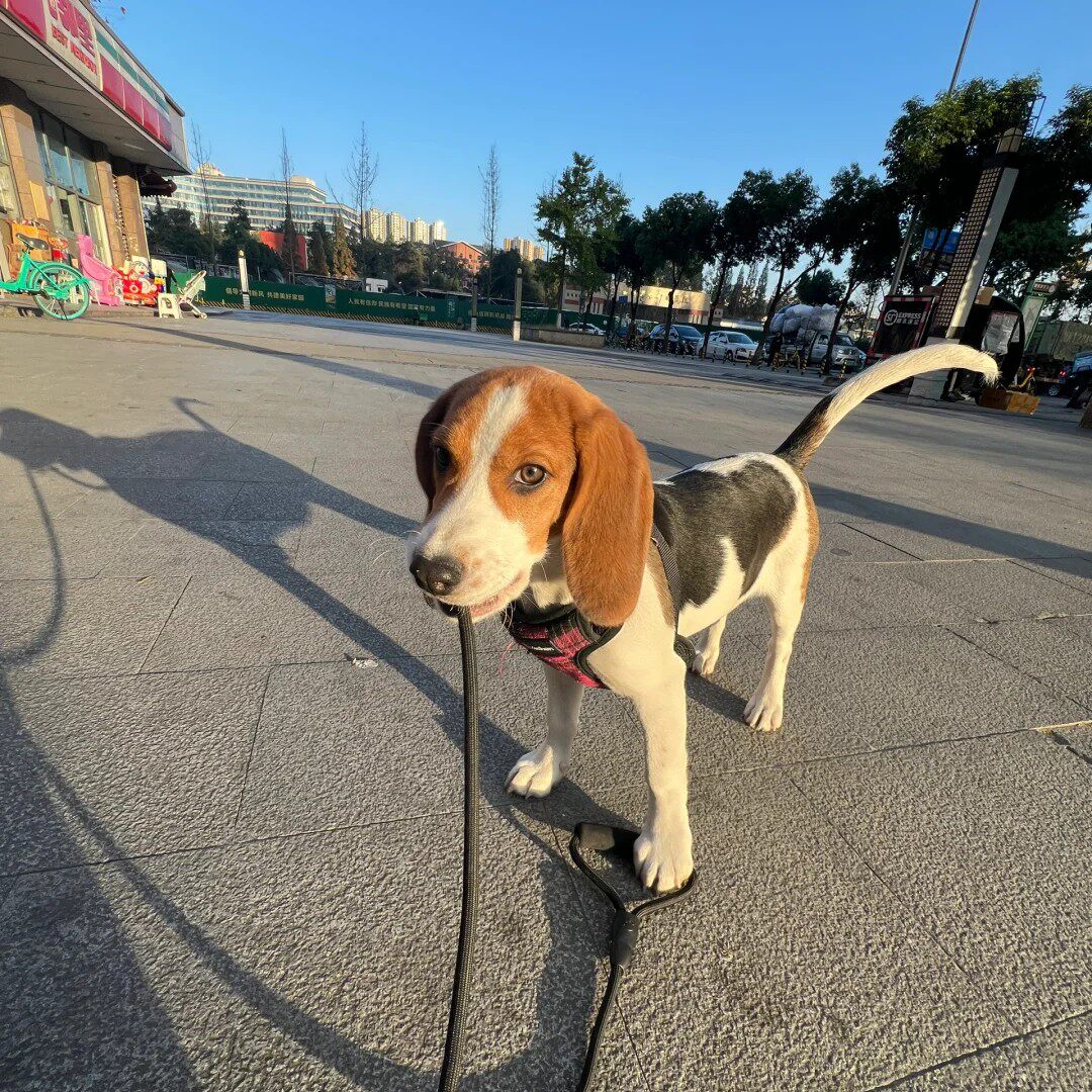 纯种比格犬幼犬工作犬伴侣猎兔犬狩猎犬可爱大头猎狗小型犬弱前惑