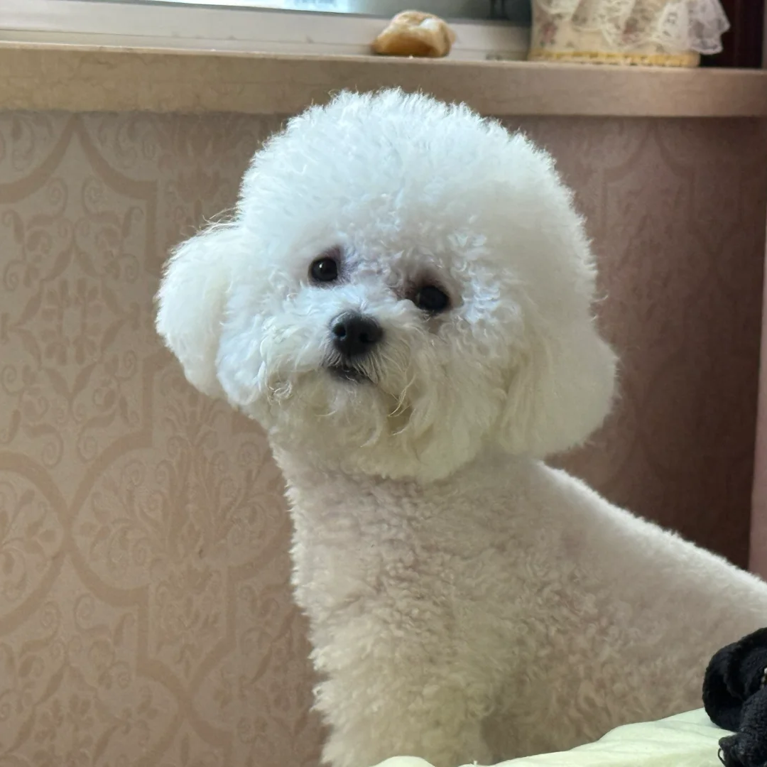 小比熊短毛小型犬便宜2个月正宗