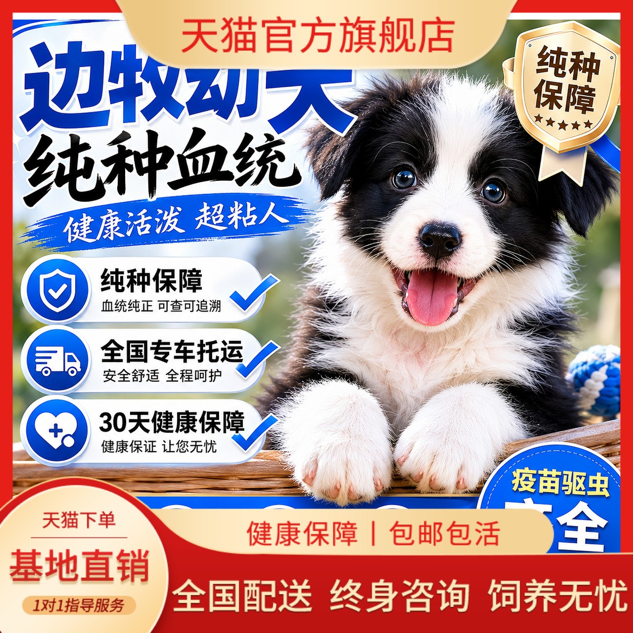 网红幼崽家养温顺听话聪明家庭犬