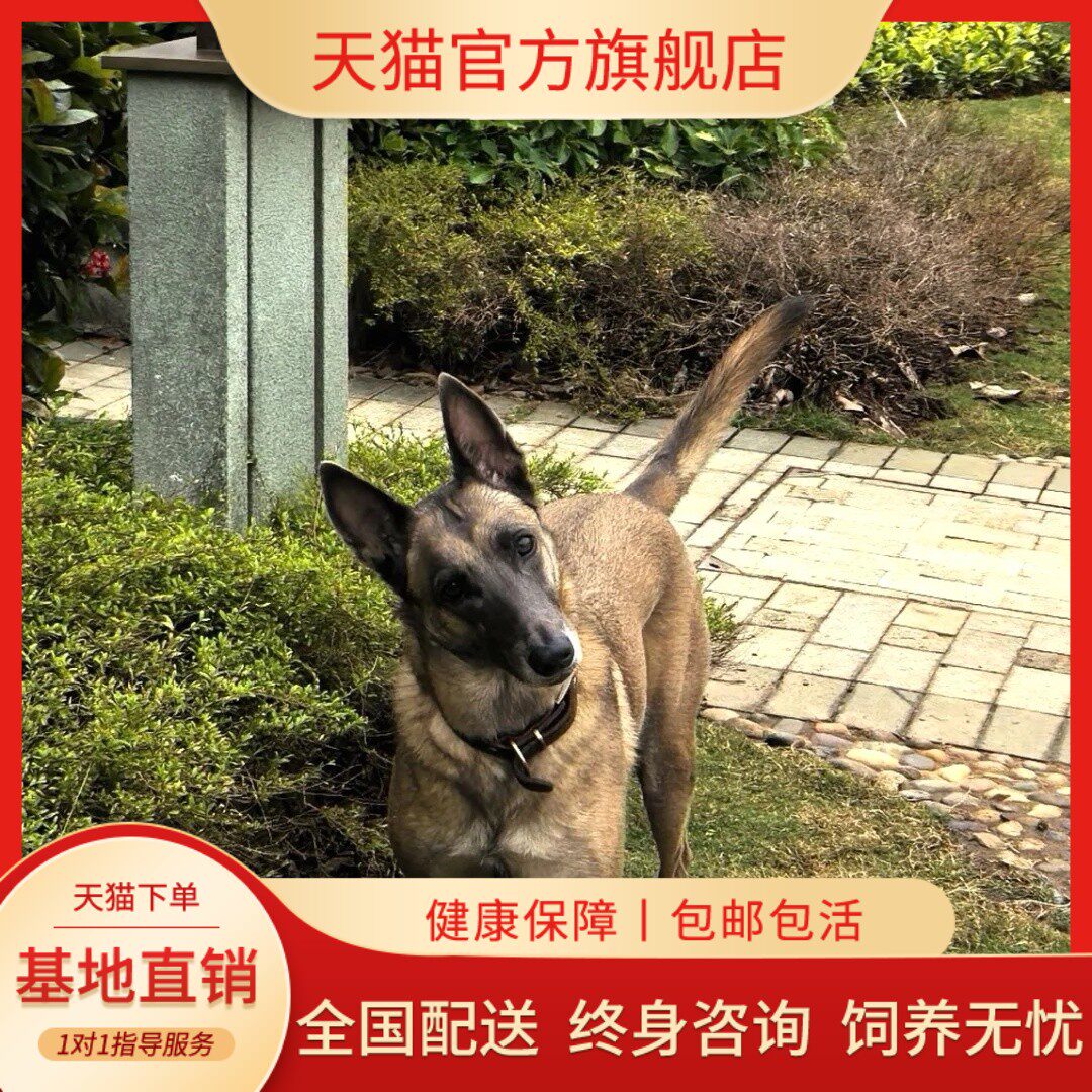 纯种爆红马马犬幼犬警犬训练军犬血统护卫大型犬牧羊犬正宗小马犬