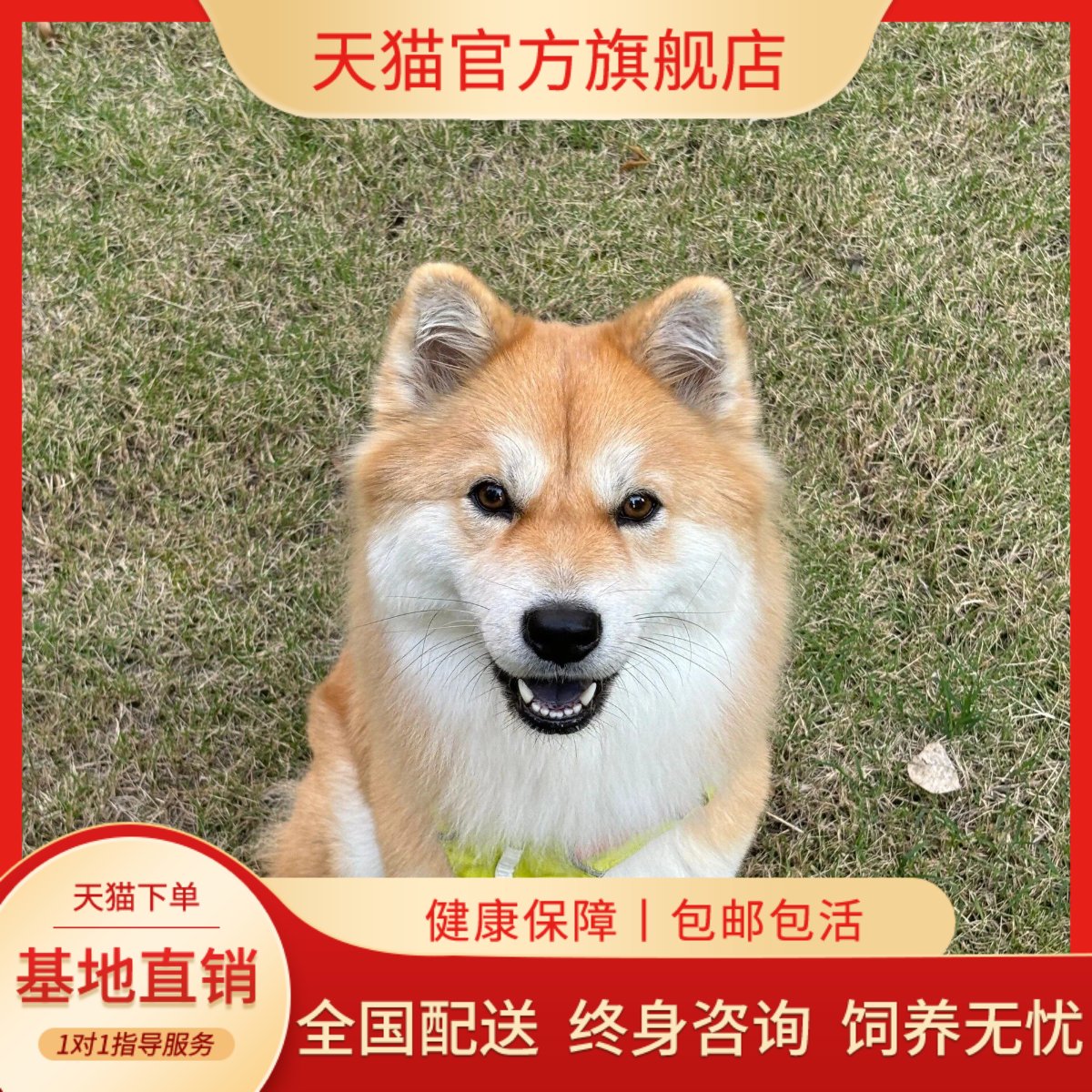 犬农村黄色家狗狩猎犬霸气活物狗
