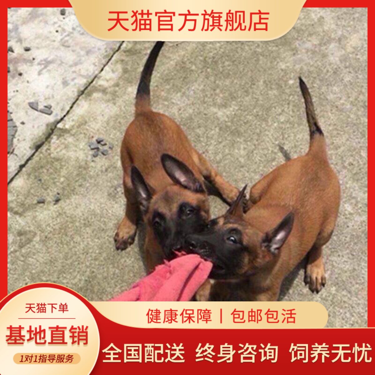 马犬纯种幼犬狼狗看家犬爆红狗幼崽聪明幼宠黑红活物宠物狗狗农村