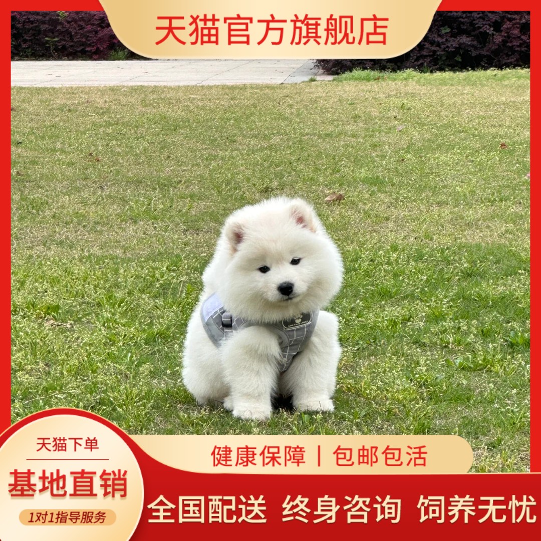 雪橇犬双血统中型犬家养宠物狗狗