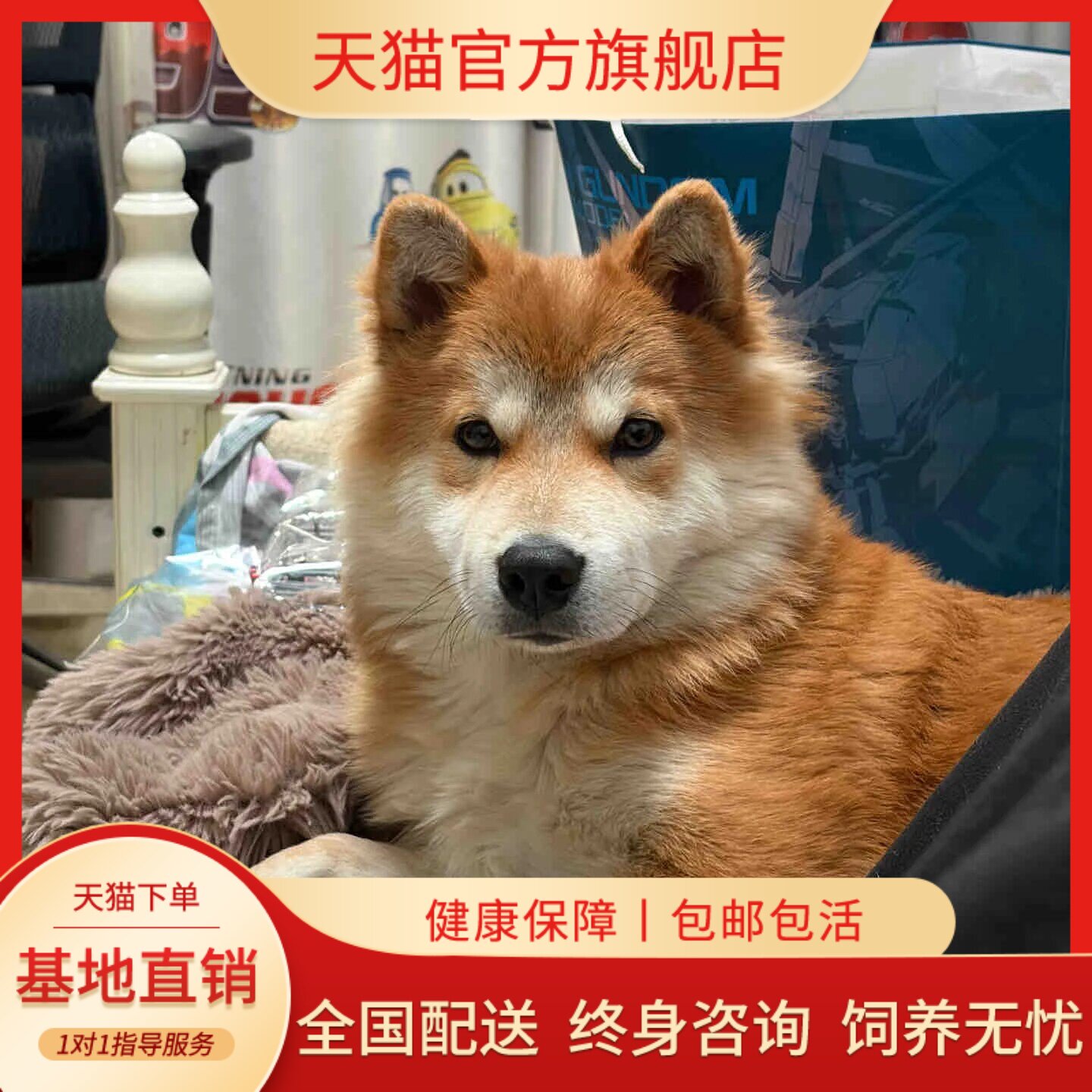 护主霸气活物聪明家庭活体听话