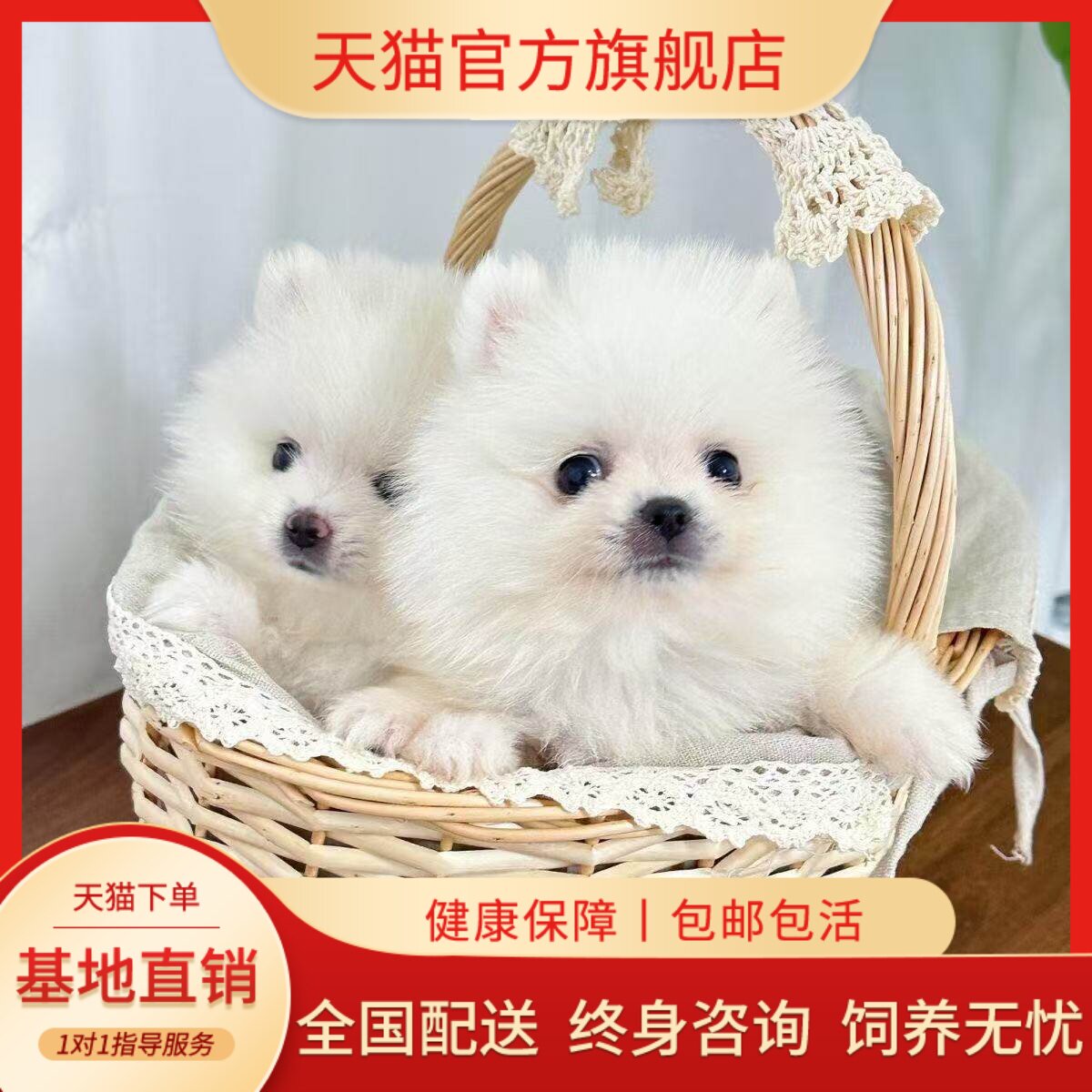 萌球形圆脸宠物狗白色狗家养黄色