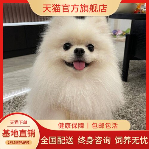 小真狗白圆脸白色黄迷你小型犬狗