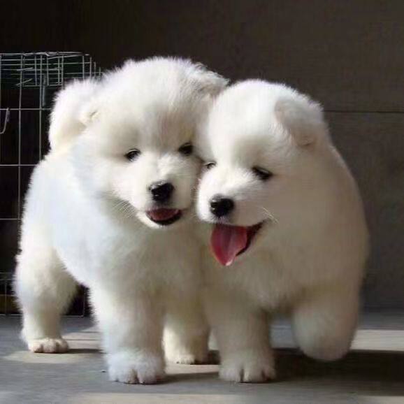 萨摩耶纯种幼犬好养圆脸大骨架微笑天使粘人家养可爱幼崽聪明幼宠
