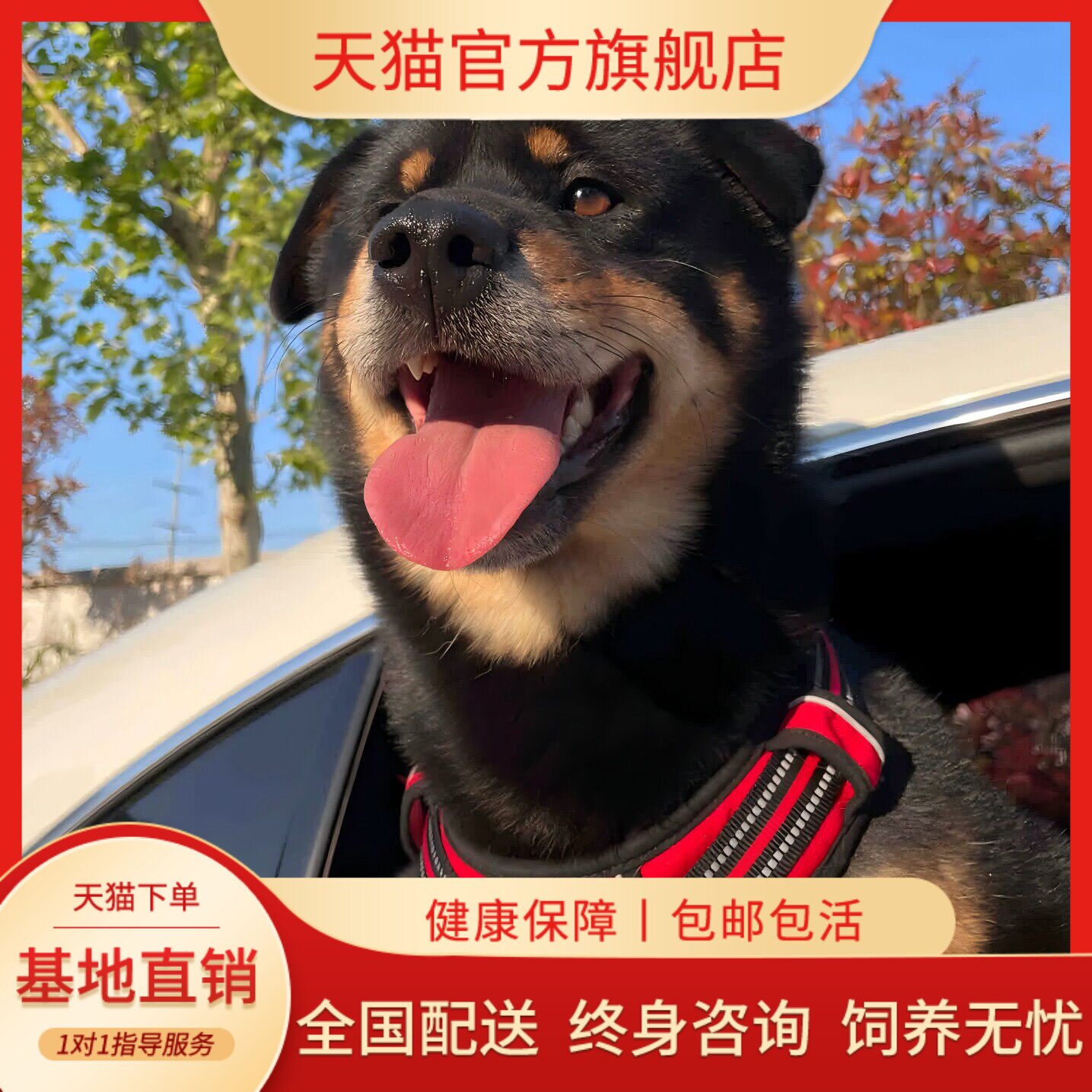护主广西土猎犬活体活泼狗短毛