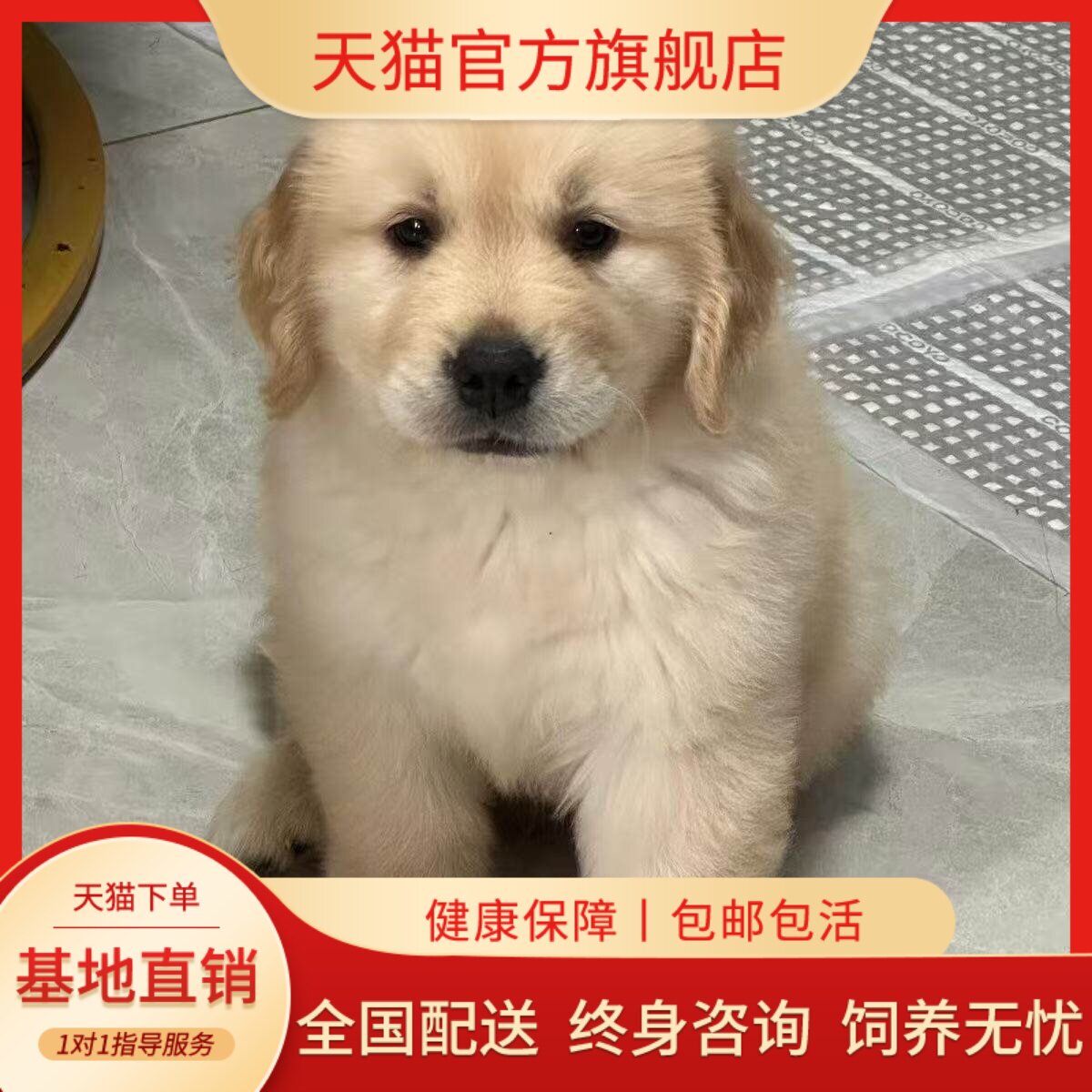 幼崽大头猎犬聪明活物家养护主