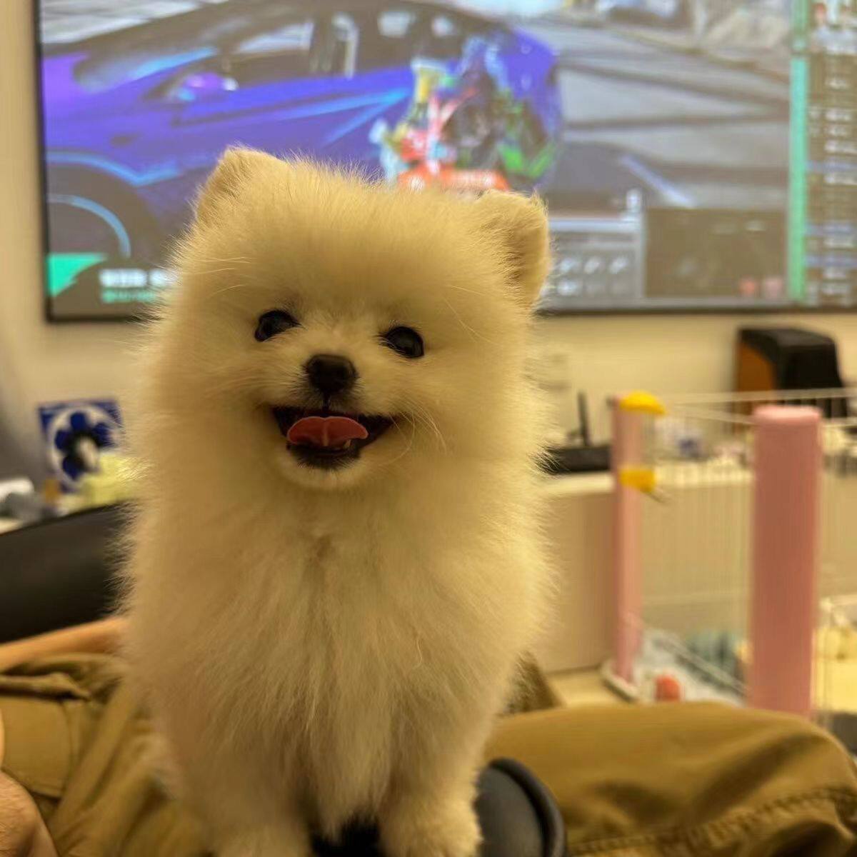 博美纯种幼犬活体小体迷你物圆脸白色家养球形超小黄色黄俊介犬狗