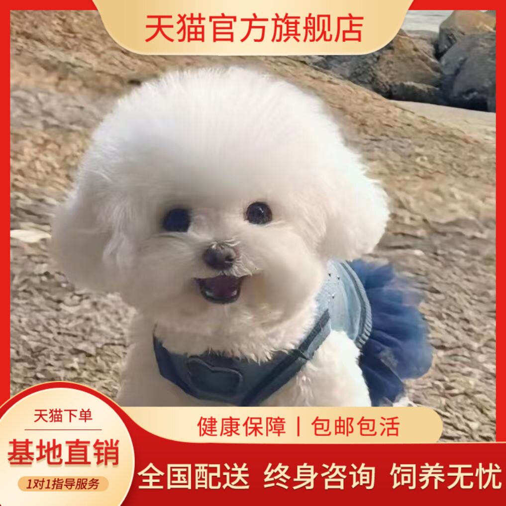 真狗超小白小型犬圆脸活体袖珍