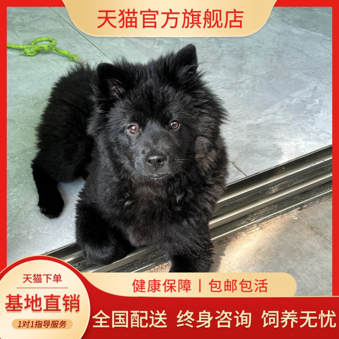 土猎犬中华田园犬幼崽五黑狗狗