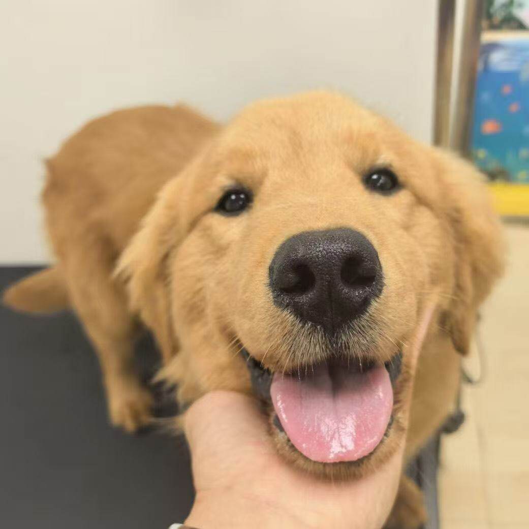 沙滩金高智商导盲犬温顺便宜