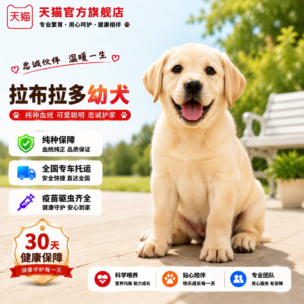 作犬高智商巡回犬纯黑色便宜