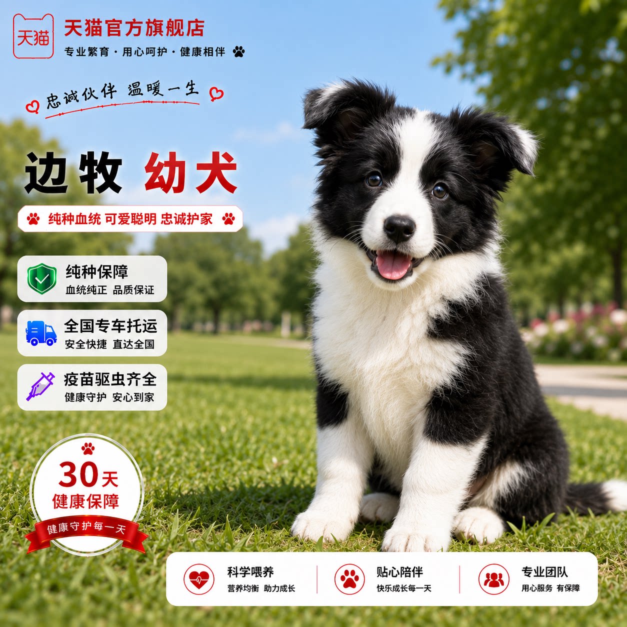 中型犬幼崽可爱家养真狗七白网红
